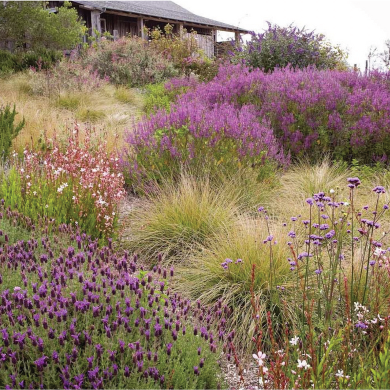 How Gardens Heal Us