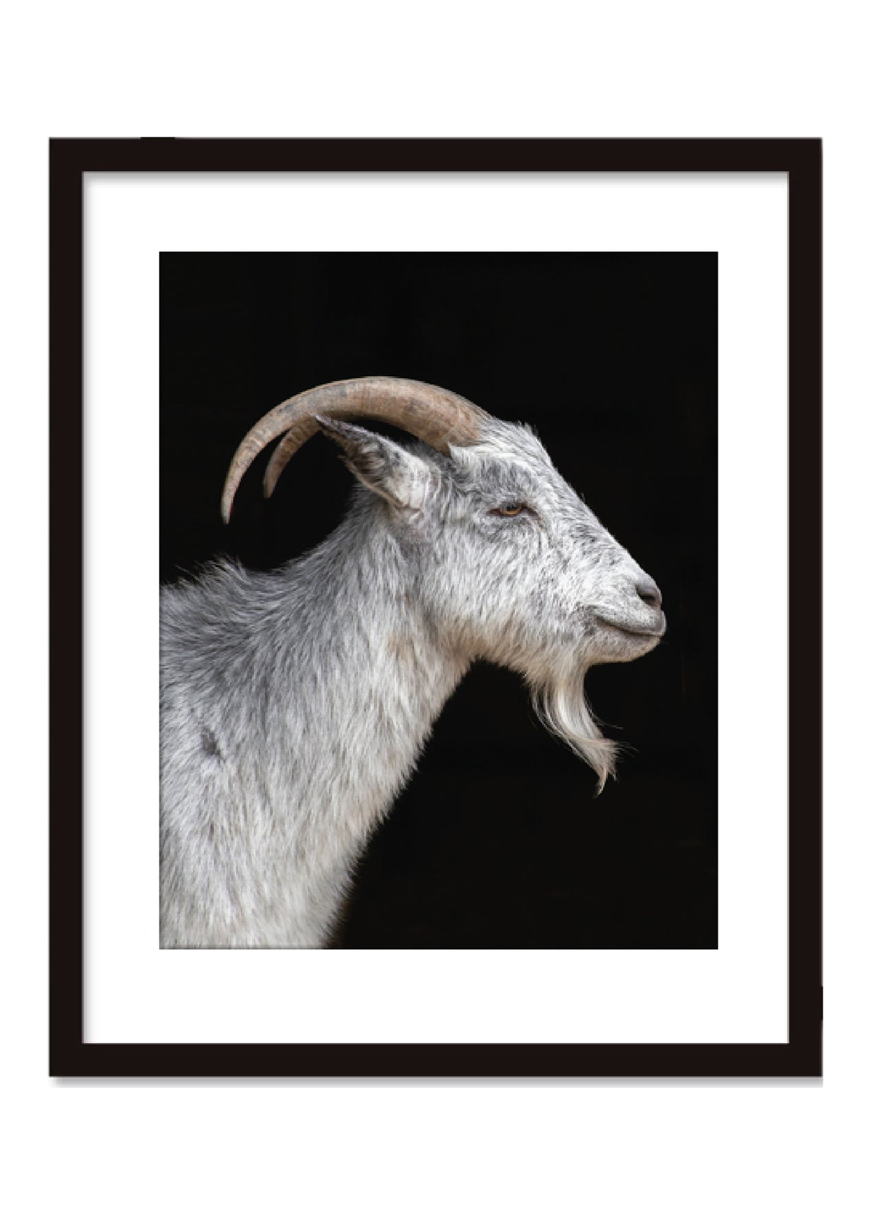 Janet Holmes Limited Edition Rescued Goat Photo 1