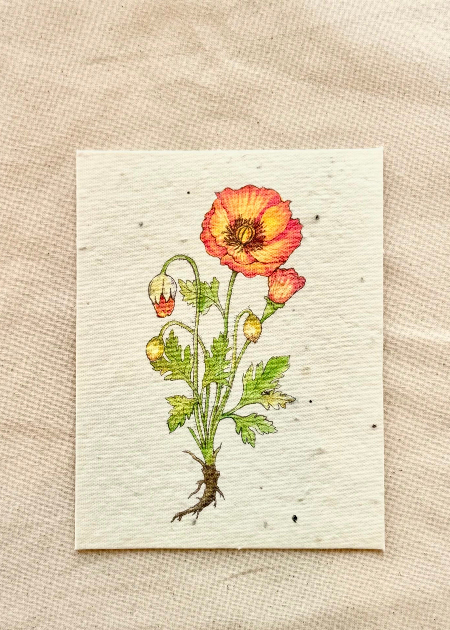 greeting cards with flower seeds in them Orange Poppy Greeting Card Plantable Wildfolwer Herb Seed