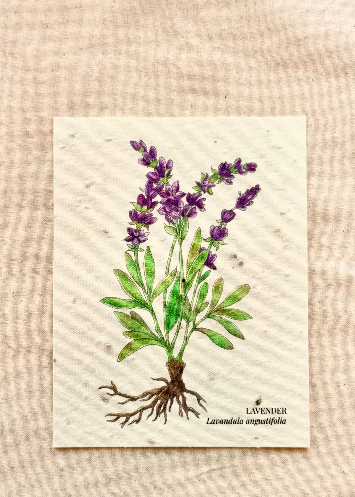 lavender flower or herb Lavender Greeting Card Plantable Wildflower Herb Seed Card
