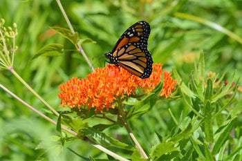 Help Save the Butterflies - Milkweed Mix Seed Packets