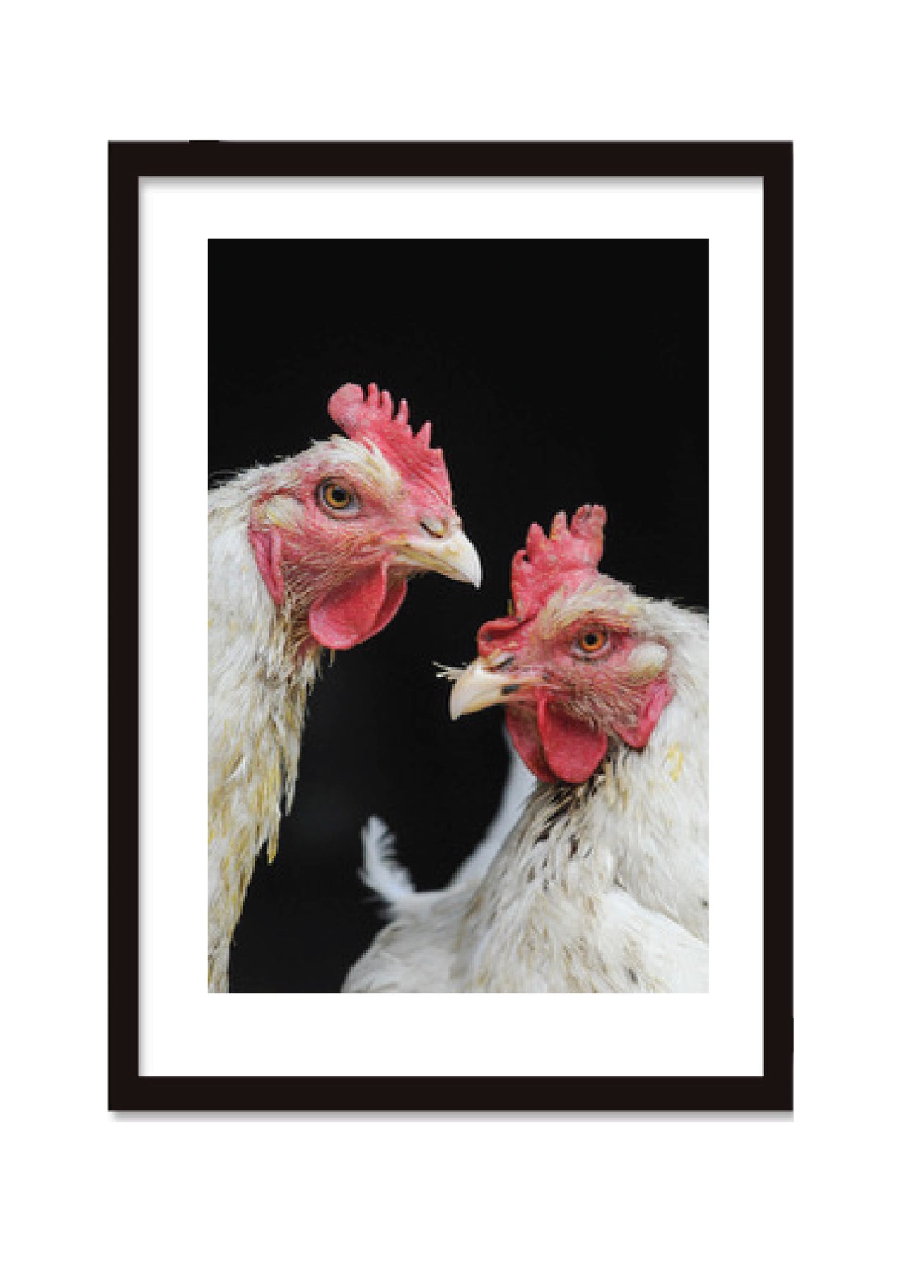 Jo Anne Mc Arthur Rescued Chickens Photo at Farm Sanctuary
