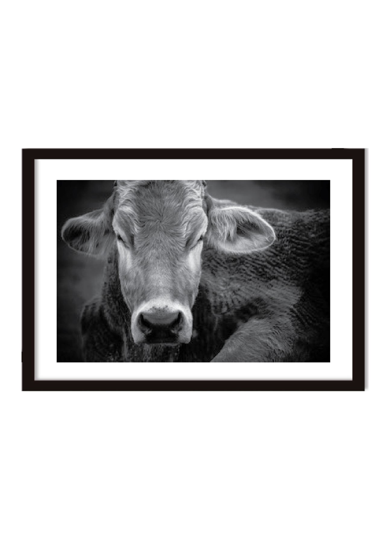 Jo Anne Mc Arthur Rescued 'Greg the Steer' Photo at Farm Sanctuary