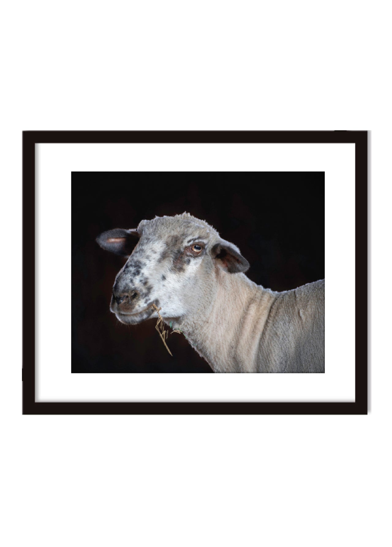 Janet Holmes Limited Edition Rescued Goat Photo 2