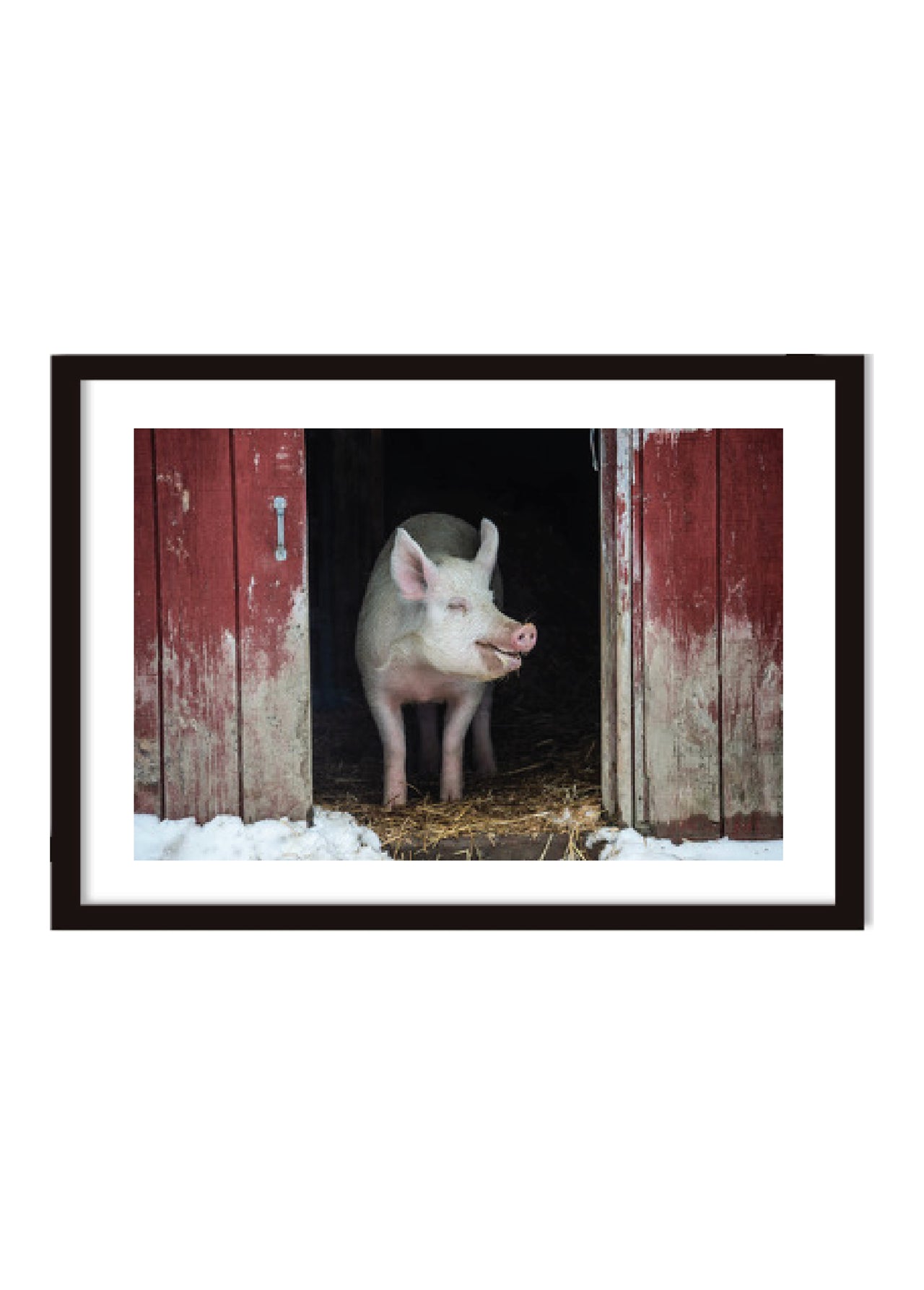 Jo Anne Mc Arthur Rescued Pig Photo at Farm Sanctuary