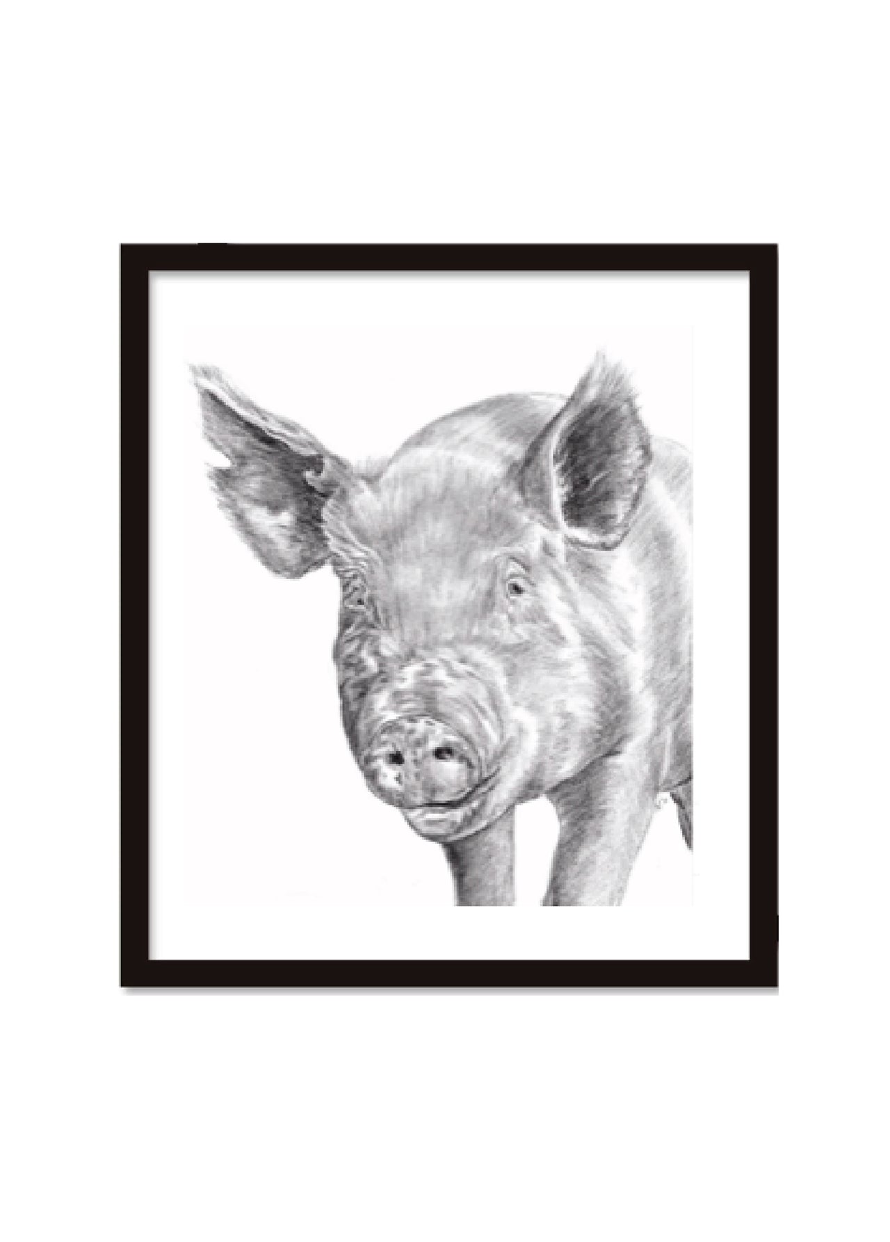 Mina Wright Rescued Pig Printed Graphite Drawing 1