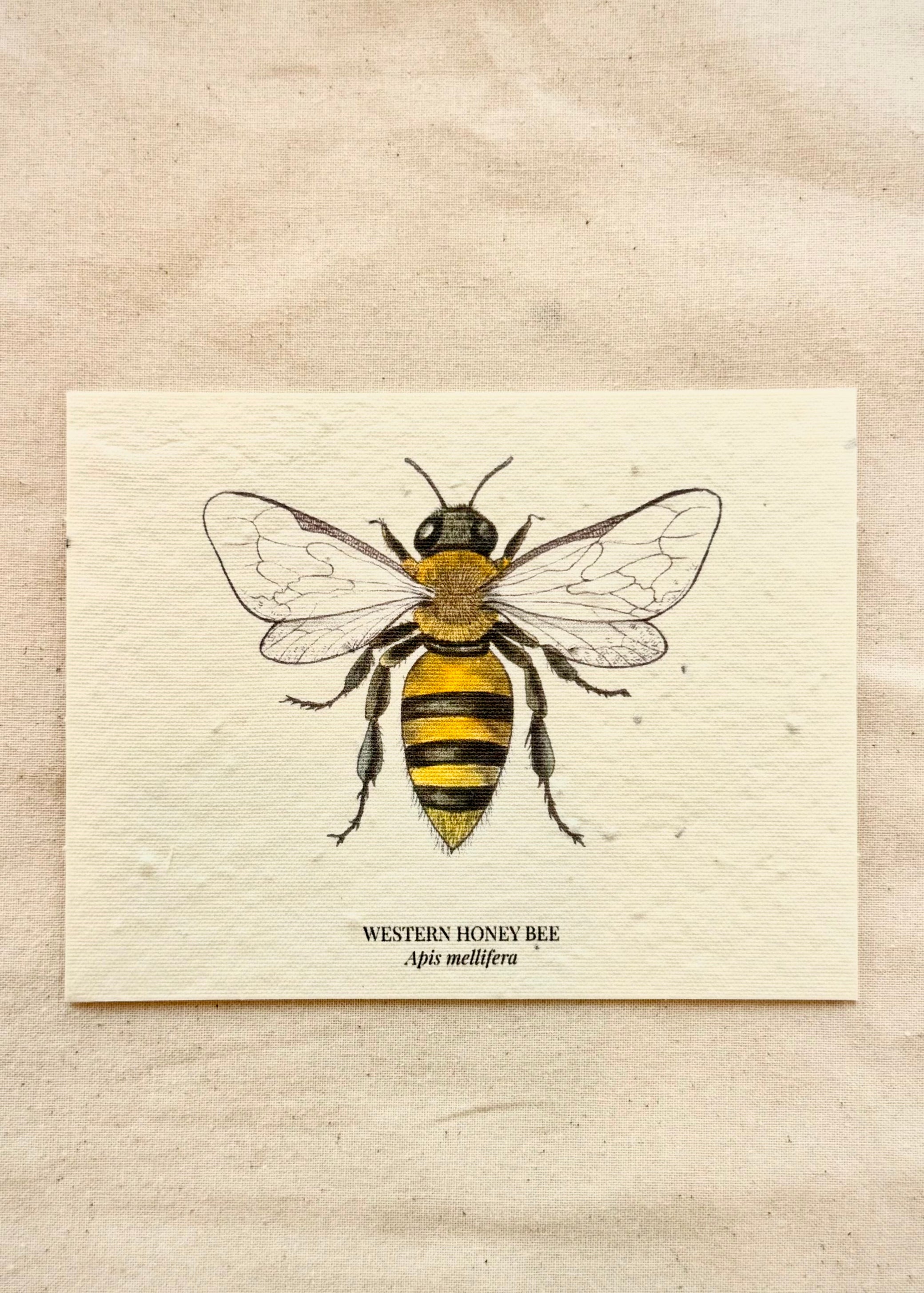 wildflower seed greeting cards Western Honey Bee Plantable Wildflower Seed Greeting Card