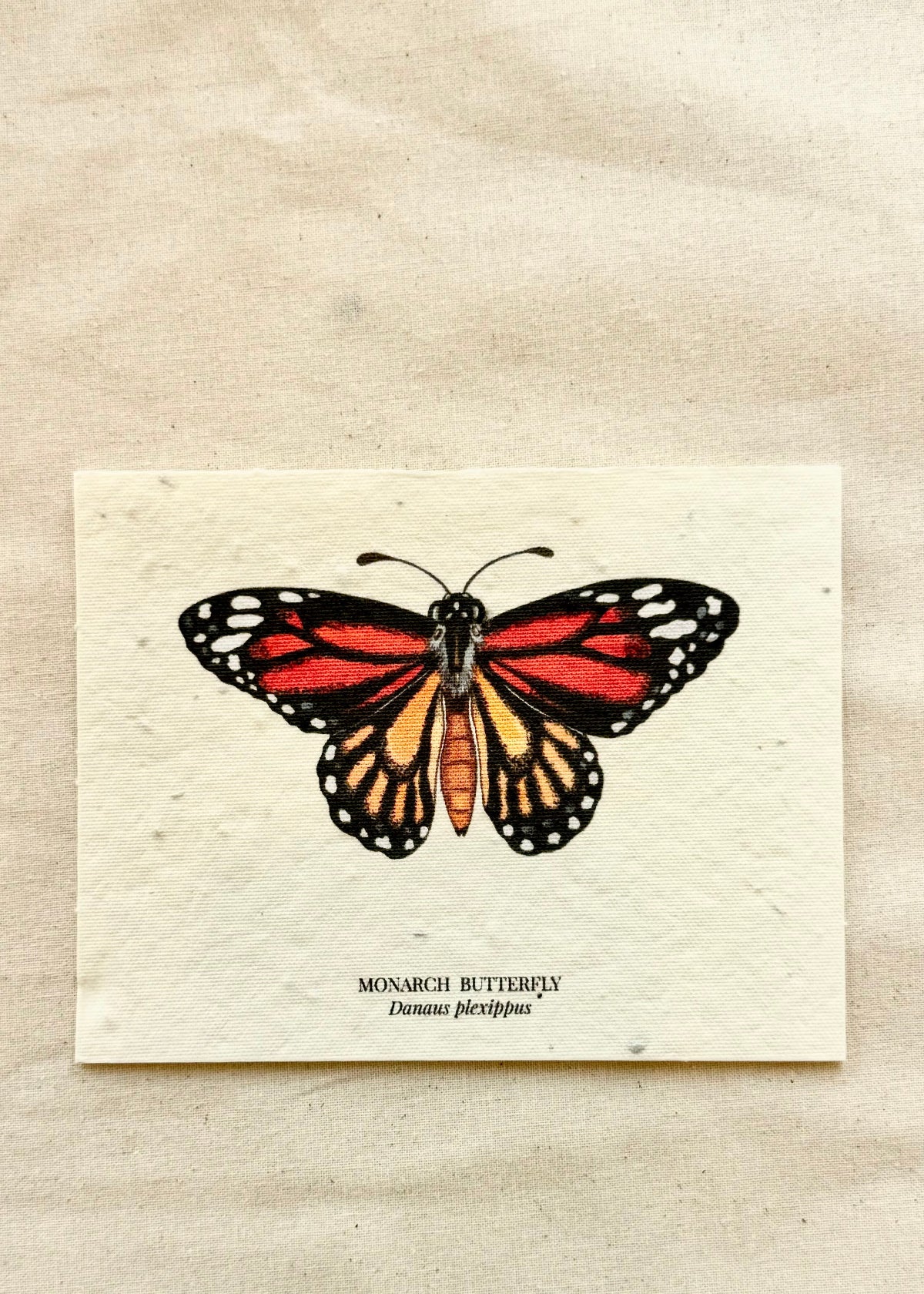 Monarch Butterfly plantable card