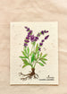 lavender plantable card
