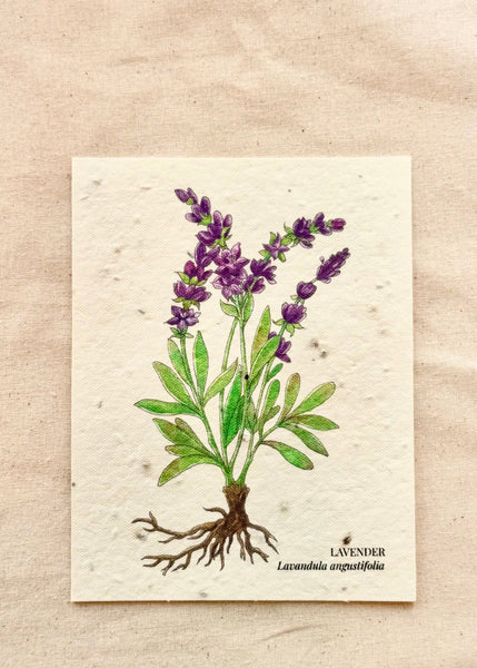lavender seed paper Lavender Greeting Card Plantable Wildflower Herb Seed Card