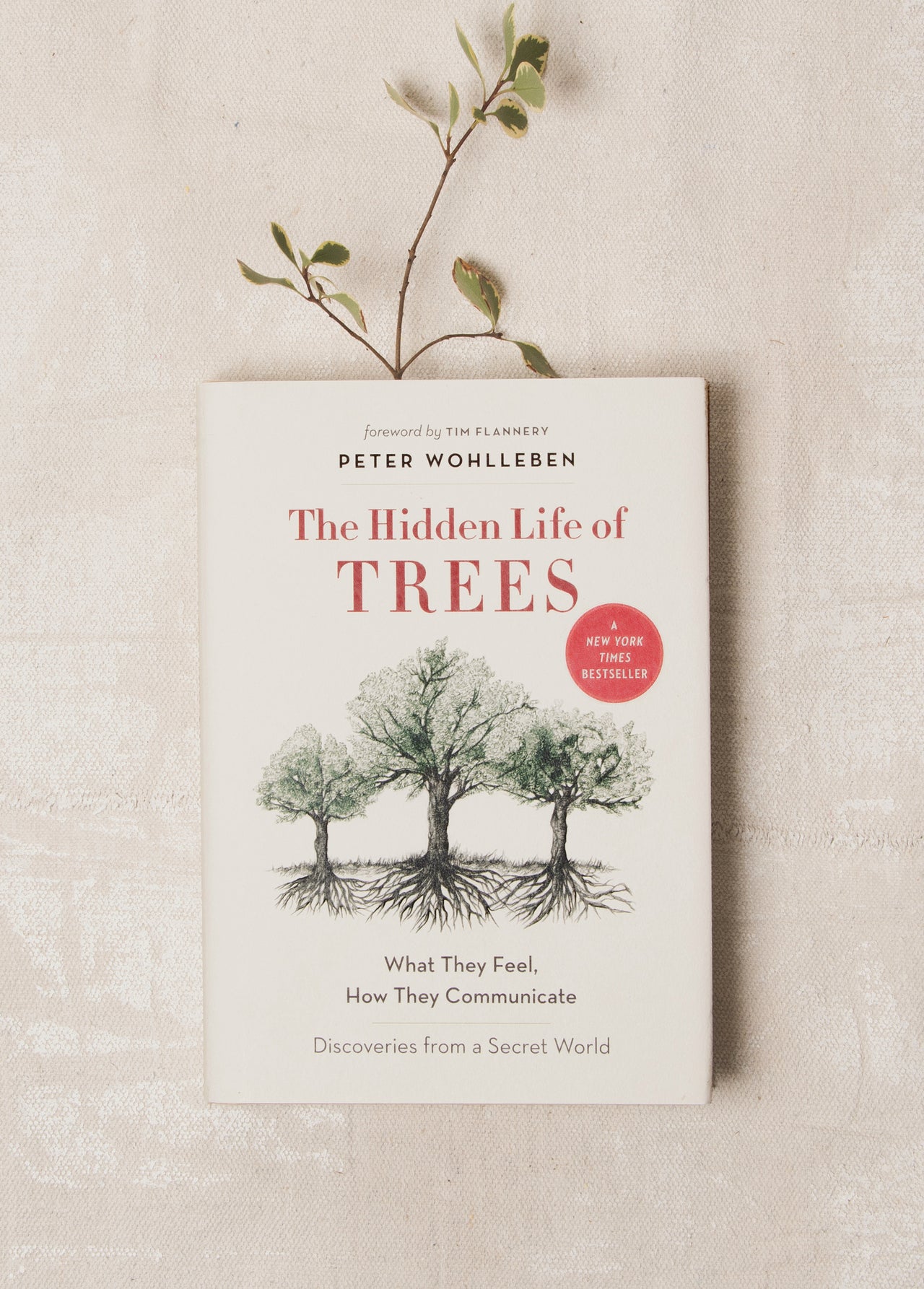 The Hidden Life of Trees